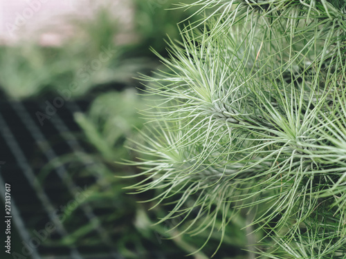 Tillandsia cotton candy flower (Bromeliad) with green garden background, unique plant