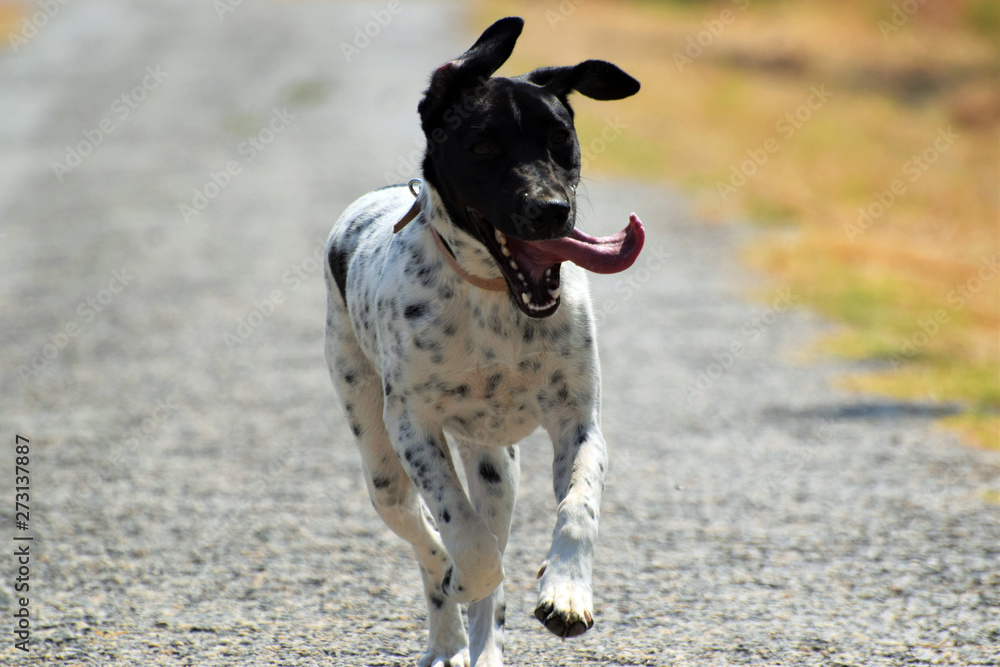 Happy adult english pointed dog Happy adult english pointed dog