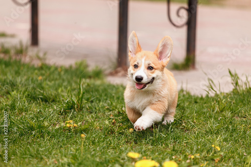 Corgi puppy running in the park © finix_observer