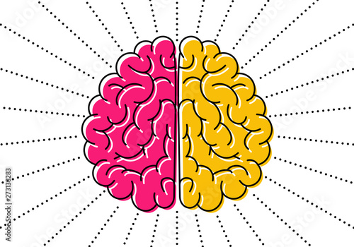 Left and right cerebral hemispheres in different colors