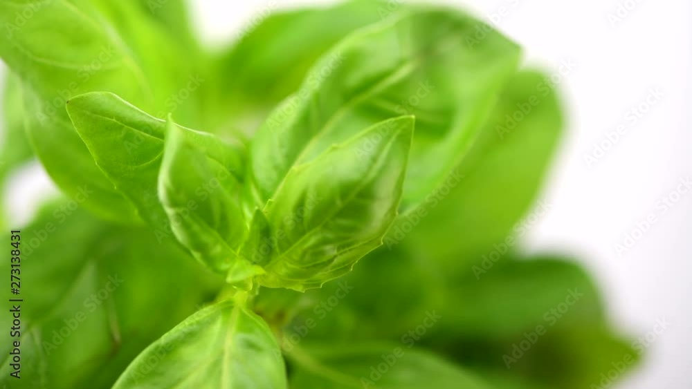 Basil. Fresh basil leaves over white background. Closeup of Basil plant, cooking ingredient. Rotation. 4K UHD video footage. 3840X2160 Basil. Fresh basil leaves over white background. Closeup of Basil plant, cooking ingredient. Rotation. 4K UHD video footage. 3840X2160