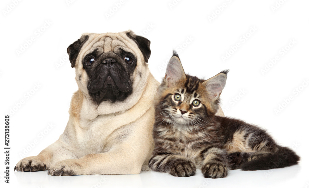 Cat and dog together lying on white - obrazy, fototapety, plakaty 