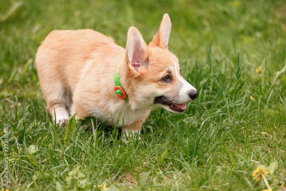 Corgi puppy running through the grass in the park