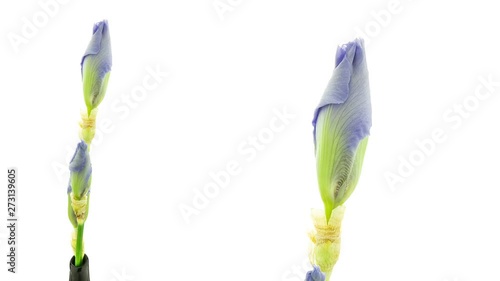 Timelapse of a light blue iris flower blooming on white background view in a vase and close up