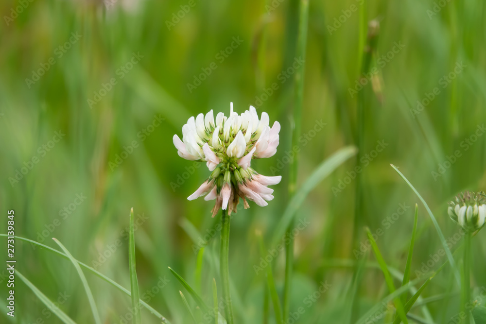 White Clover Flowers in Bloom in Springtime White Clover Flowers in Bloom in Springtime