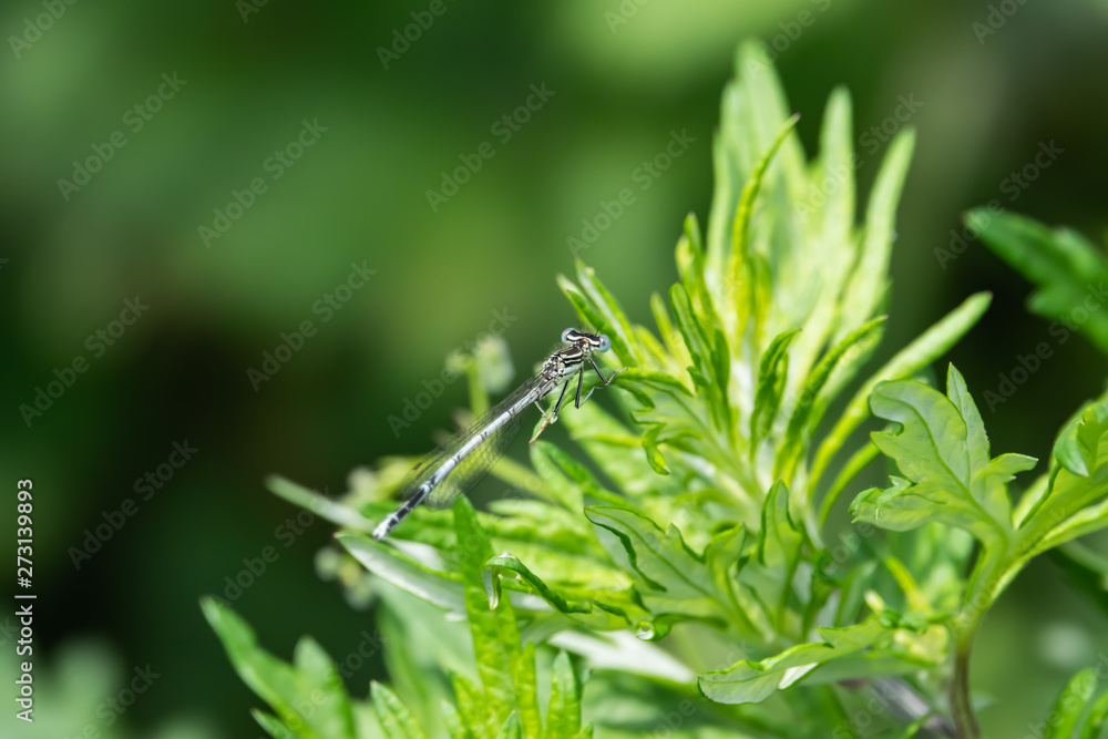 White Legged Damselfly on Leaf in Springtime White Legged Damselfly on Leaf in Springtime
