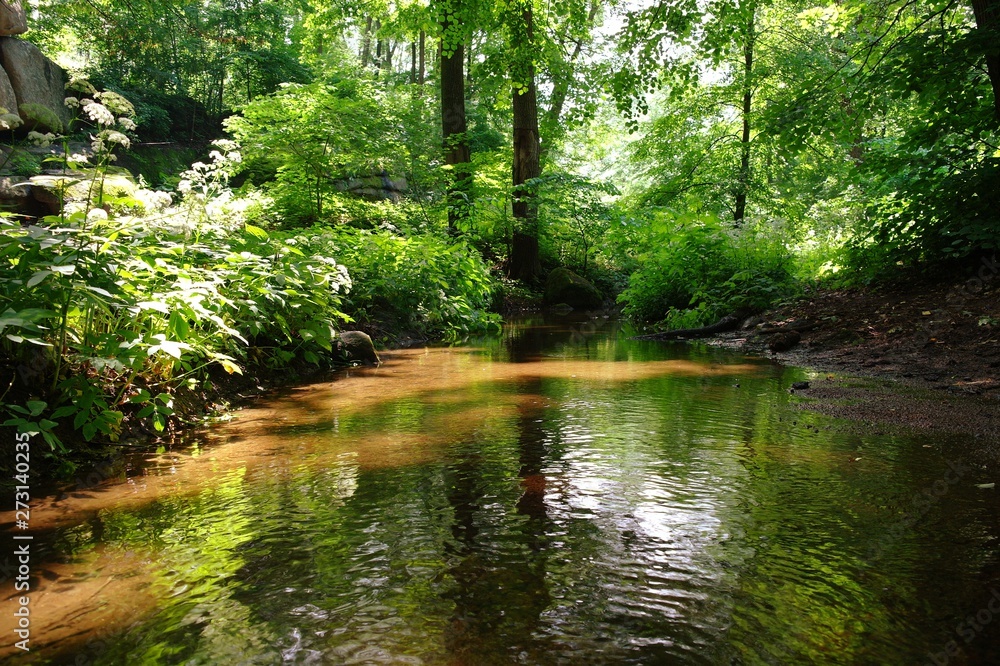 Magical forest in the morning sunlight rays. Summer landscape, river in the forest. Magical forest in the morning sunlight rays. Summer landscape, river in the forest.