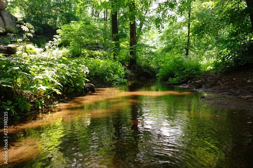 Magical forest in the morning sunlight rays. Summer landscape  river in the forest.