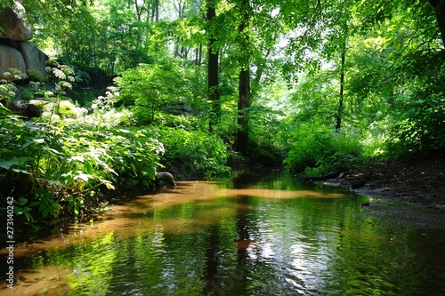 Magical forest in the morning sunlight rays. Summer landscape, river in the forest.