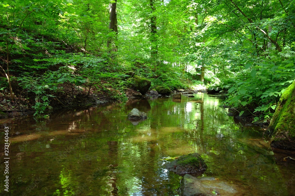 Magical forest in the morning sunlight rays. Summer landscape, river in the forest.