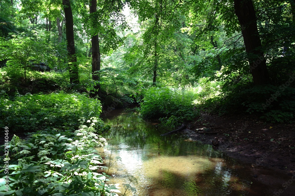 Magical forest in the morning sunlight rays. Summer landscape, river in the forest. Magical forest in the morning sunlight rays. Summer landscape, river in the forest.