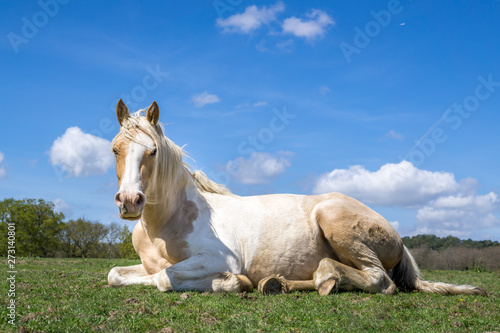 Horse laying in field