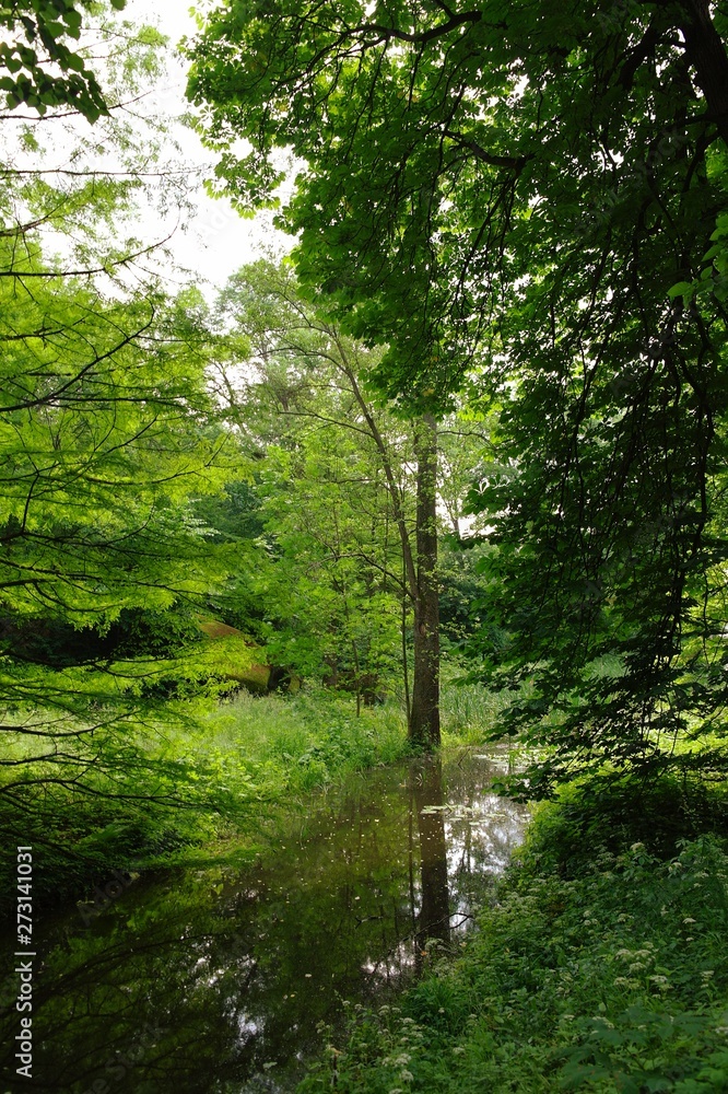 Magical forest in the morning sunlight rays. Summer landscape, river in the forest. Magical forest in the morning sunlight rays. Summer landscape, river in the forest.