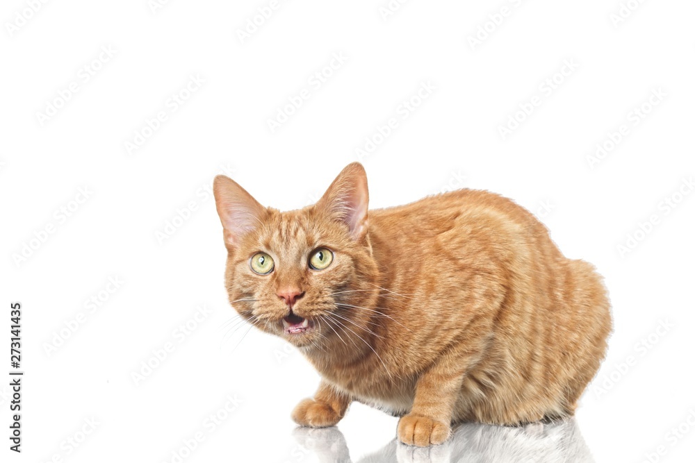 Cute ginger cat looking suprised to the camera. Isolated on white background.