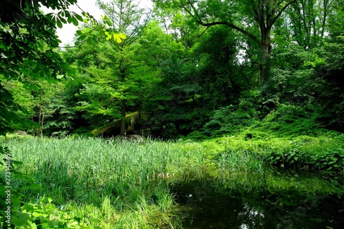 Magical forest in the morning sunlight rays. Summer landscape  river in the forest.