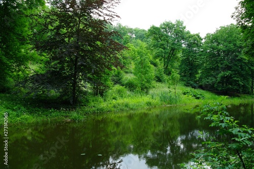 Magical forest in the morning sunlight rays. Summer landscape, river in the forest.