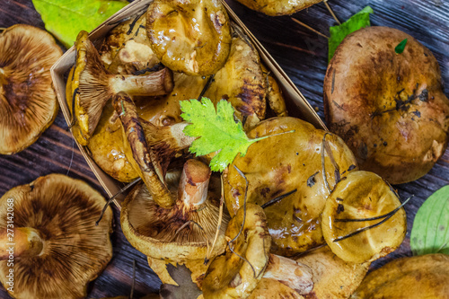 Paxillus Mushroom Underbird photo