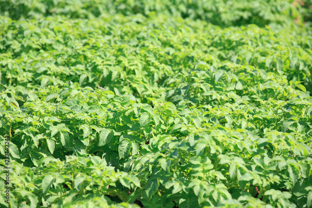 Close up of mature potato plants in a field (selective focus) Close up of mature potato plants in a field (selective focus)