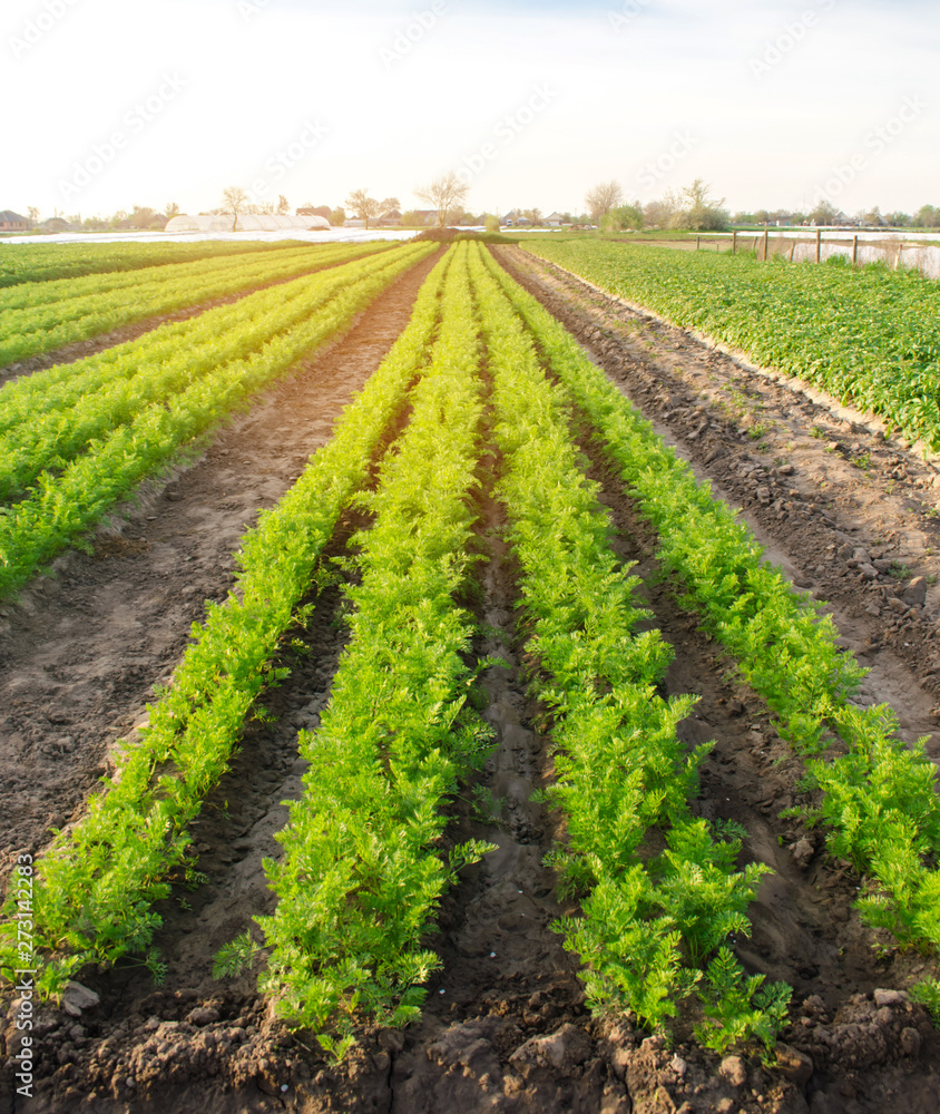 Vegetable rows of young carrots grow in the field. Growing farming crops. Beautiful landscape on the plantation. Agriculture. Selective focus. Vegetable rows of young carrots grow in the field. Growing farming crops. Beautiful landscape on the plantation. Agriculture. Selective focus.