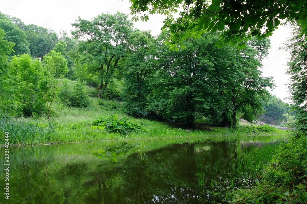 Magical forest in the morning sunlight rays. Summer landscape, river in the forest. Magical forest in the morning sunlight rays. Summer landscape, river in the forest.