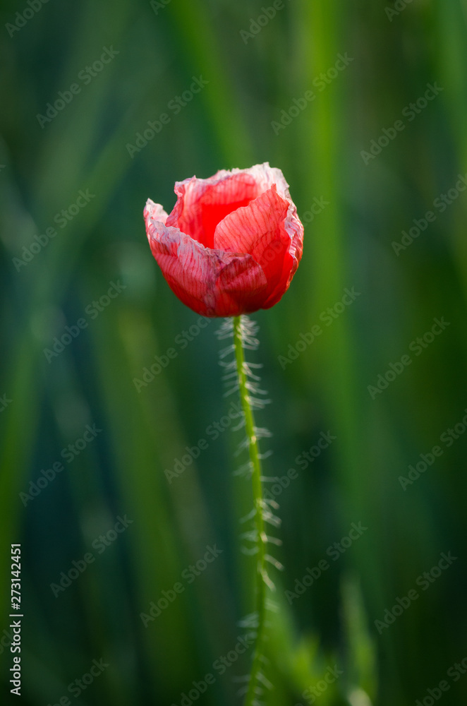 Obraz premium Detail of isolated red poppy (common poppy) flower. Papaver rhoeas .