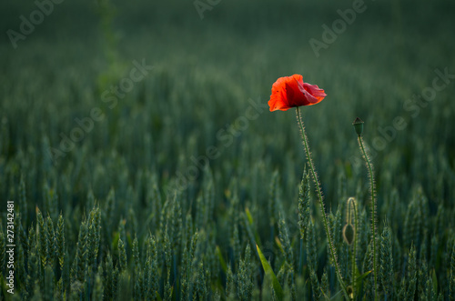 Detail of isolated red poppy (common poppy) flower. Papaver rhoeas .