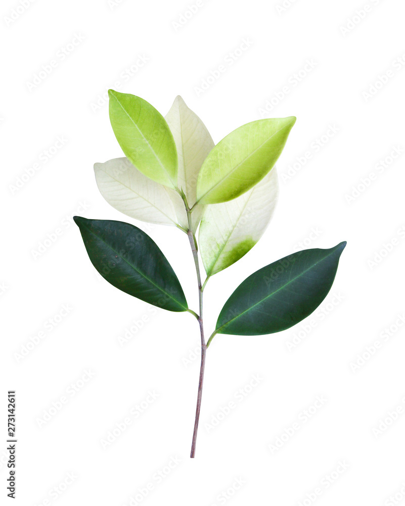 Three leaves color pattern in one tree .  white , dark and light green with stem top view isolated on background