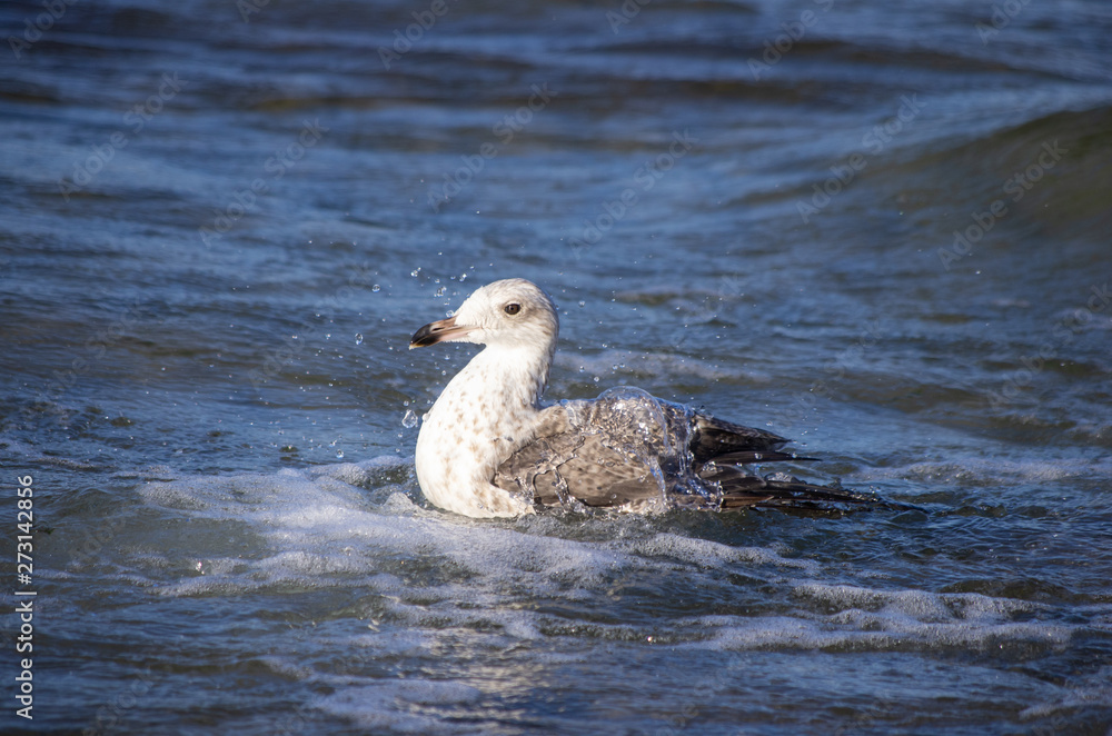 Schwimmende Silbermöwe (Larus argentatus) Schwimmende Silbermöwe (Larus argentatus)