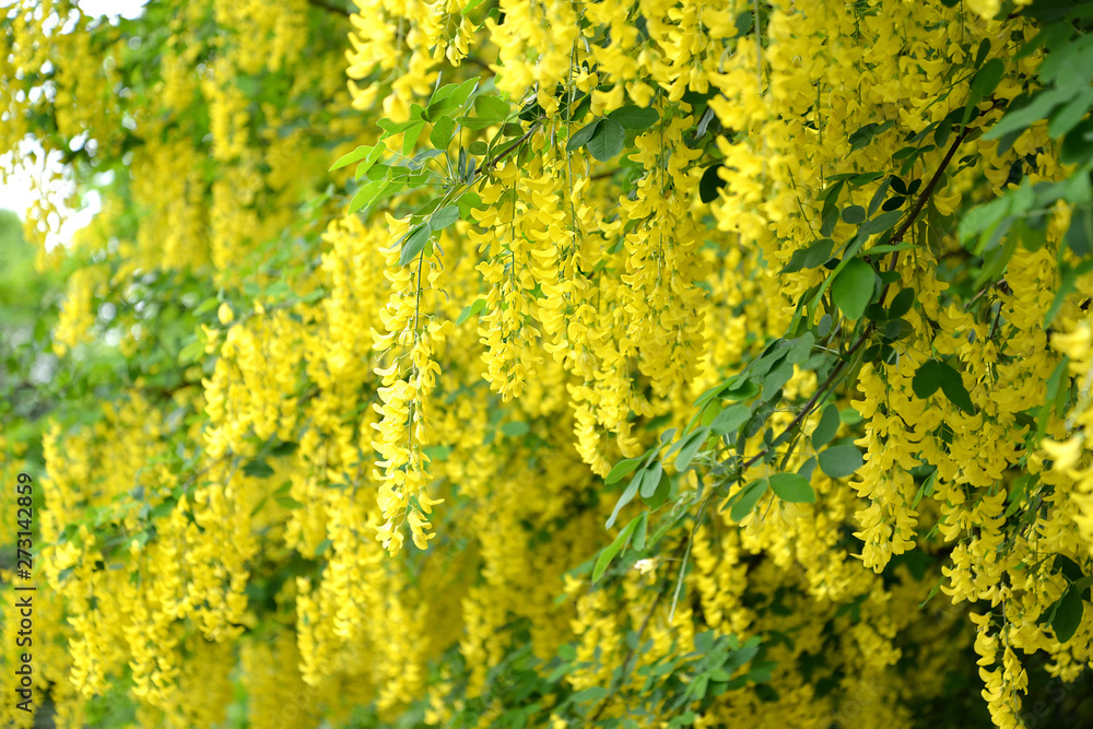 Flowers of a golden shower (Laburnum anagyroides Medik.). Background Flowers of a golden shower (Laburnum anagyroides Medik.). Background