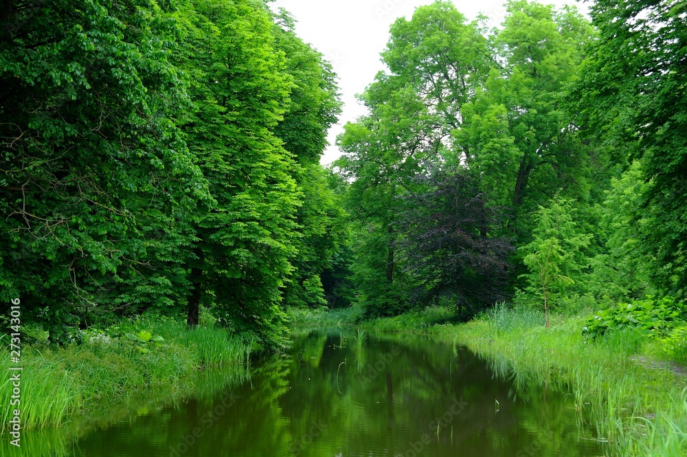 Magical forest in the morning sunlight rays. Summer landscape, river in the forest. Magical forest in the morning sunlight rays. Summer landscape, river in the forest.