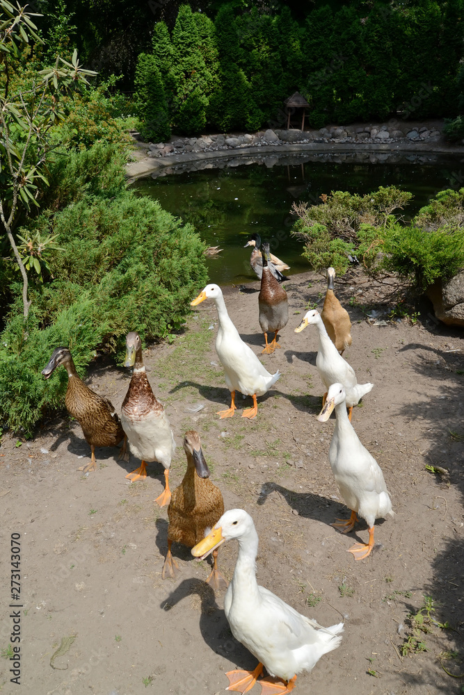 Herd of domestic ducks of breed the Indian runner (Indian Runner) in the territory of a zoo Herd of domestic ducks of breed the Indian runner (Indian Runner) in the territory of a zoo