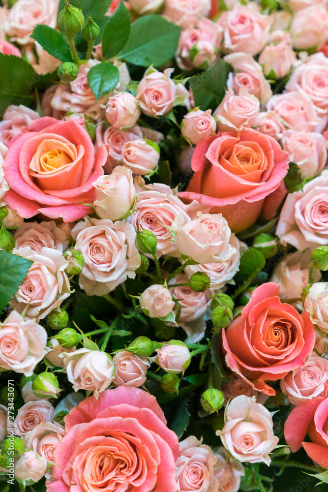 Beautiful fresh red and pink roses. beautiful bouquet of roses. vertical photo
