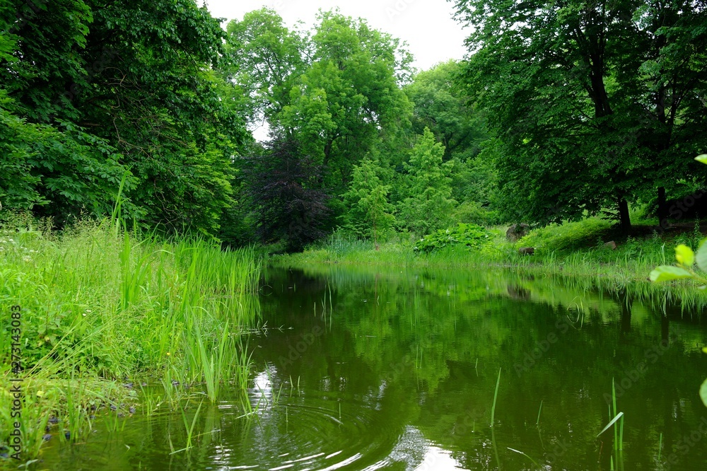 Magical forest in the morning sunlight rays. Summer landscape, river in the forest. Magical forest in the morning sunlight rays. Summer landscape, river in the forest.