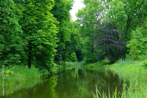 Magical forest in the morning sunlight rays. Summer landscape, river in the forest.