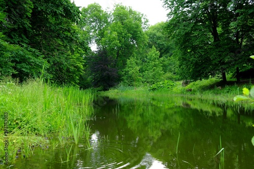 Magical forest in the morning sunlight rays. Summer landscape, river in the forest.