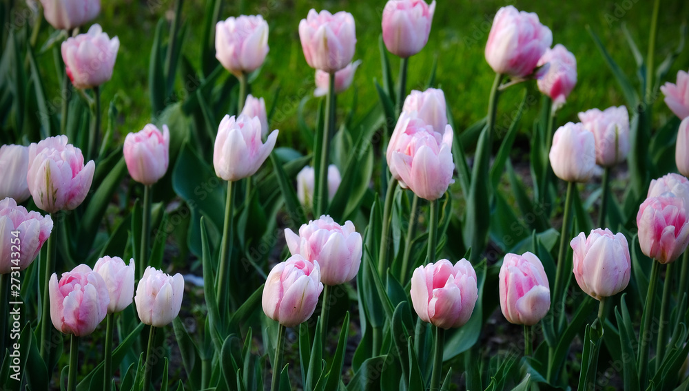 Fototapeta premium Pink tulips in the garden
