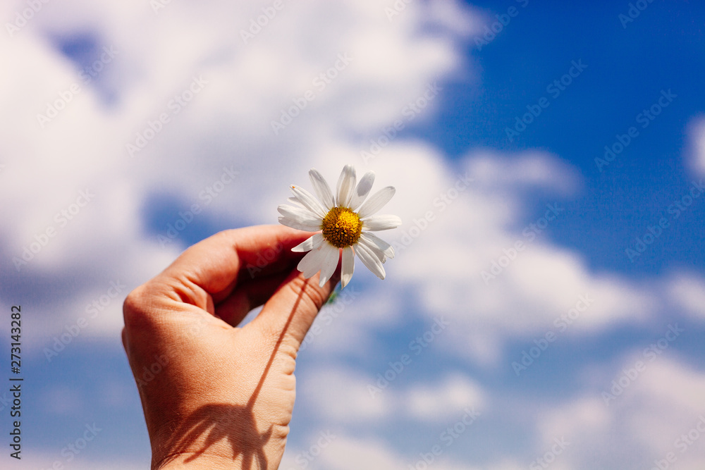 Close up of female hand with daisy against vivid summer blue sky. Close up of female hand with daisy against vivid summer blue sky.