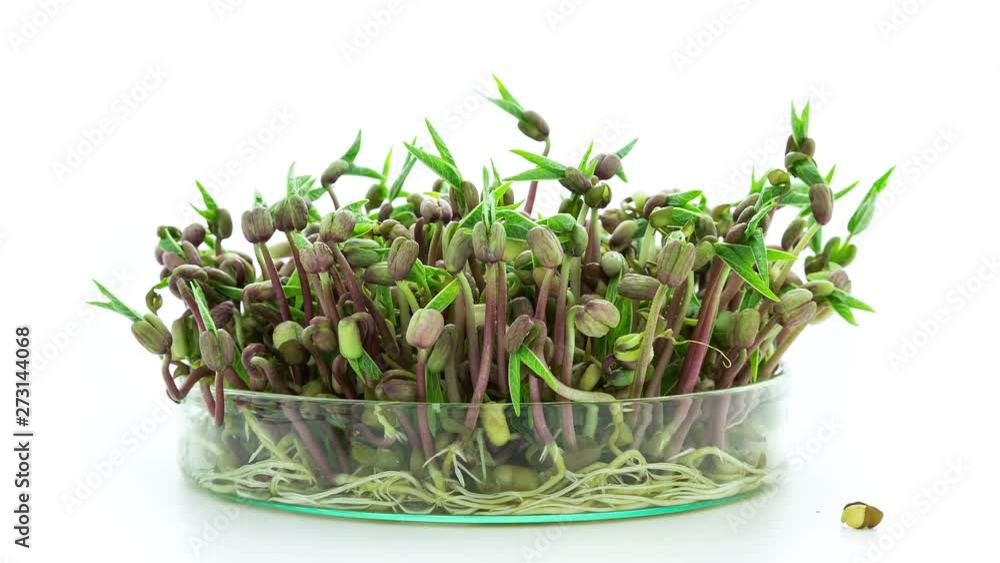 Mung beans sprouting Petri dish with first leaves timelapse on white background Mung beans sprouting Petri dish with first leaves timelapse on white background