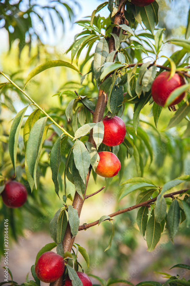 Sweet and Ripe nectarines or peaches on the tree. Nectarines on the branch in farm.
