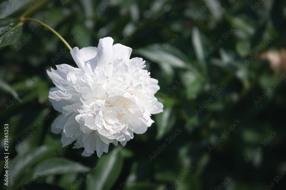 blooming peonies in the garden blooming peonies in the garden