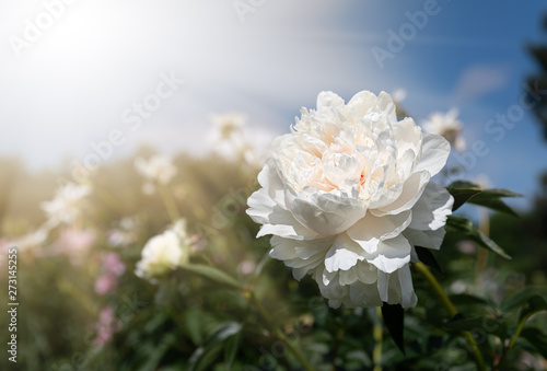 blooming peonies in the garden