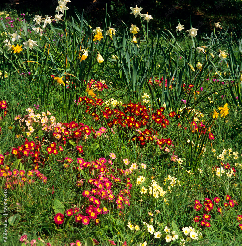Natural wild planting of Primroses primulas in a country garden