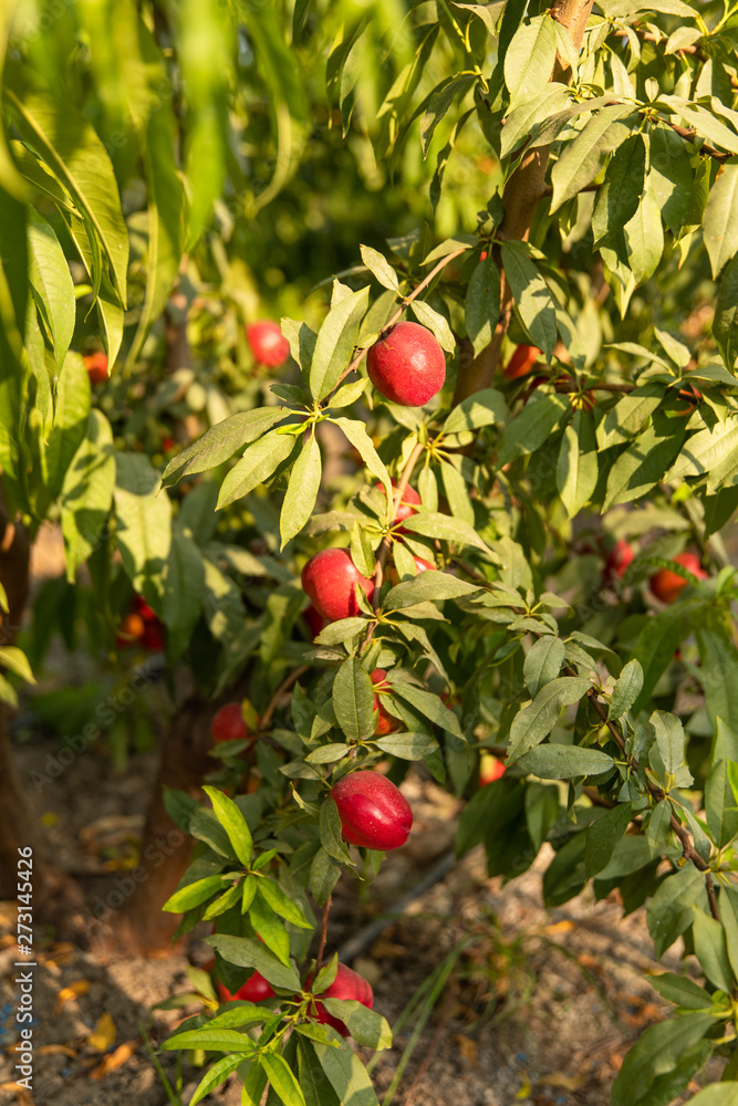 Sweet and Ripe nectarines or peaches on the tree. Nectarines on the branch in farm.