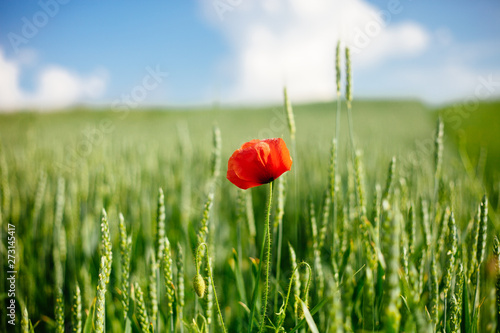 Field with wild poppy and wheat in the sun light. Flower close up.