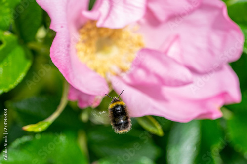 Bumblebee in flight towards the pollen centre of a dog rose flower (rosa canina)