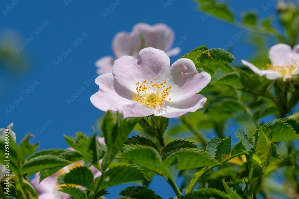 Fototapeta premium Blüte der Heckenrose