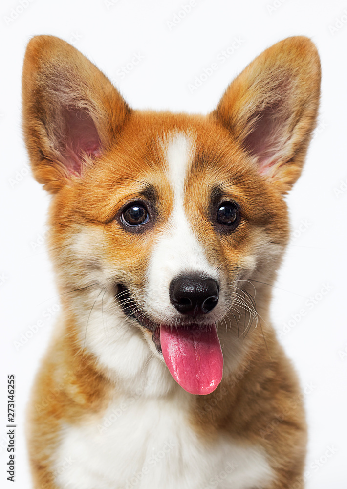 funny puppy of welsh corgi on white background