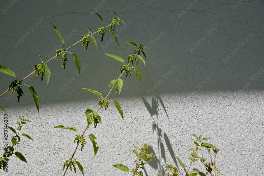 Obraz premium stinging nettle in front of wall