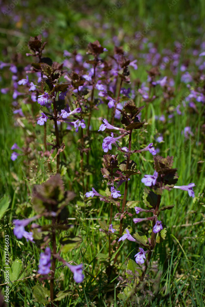 Fototapeta premium blue flowers in the garden