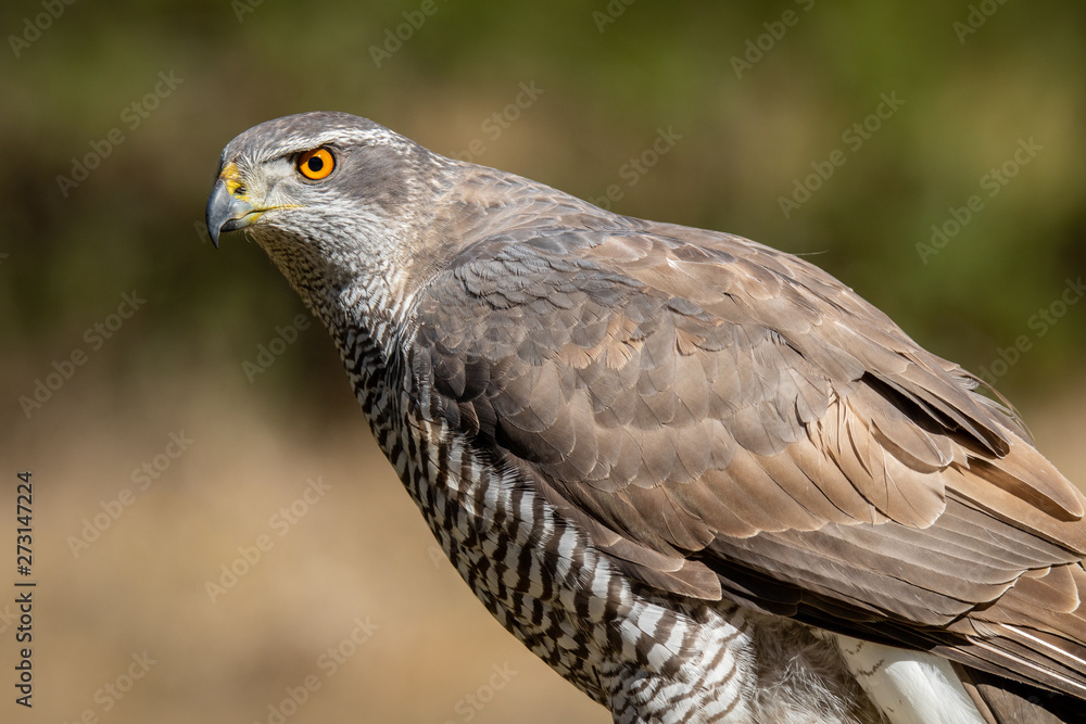 Fototapeta premium goshawk